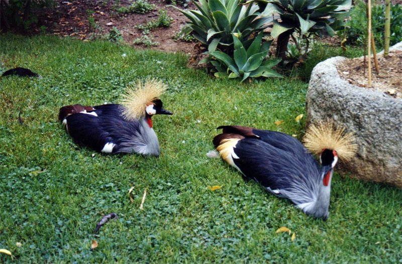 Crowned crane - Parc de les Aus