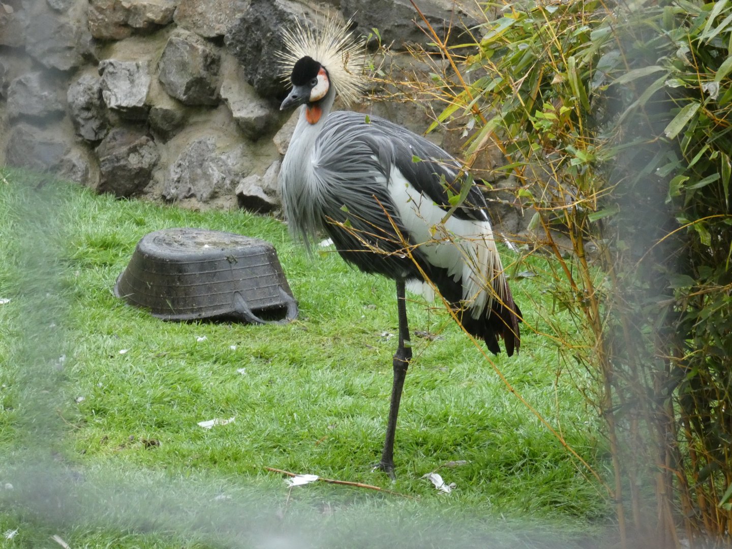 Crowned crane (Pen-y-cae Inn Zoo)
