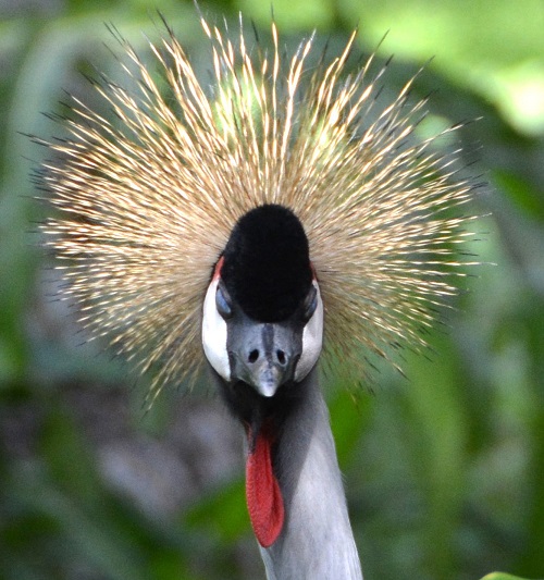 Crowned crane Portrait