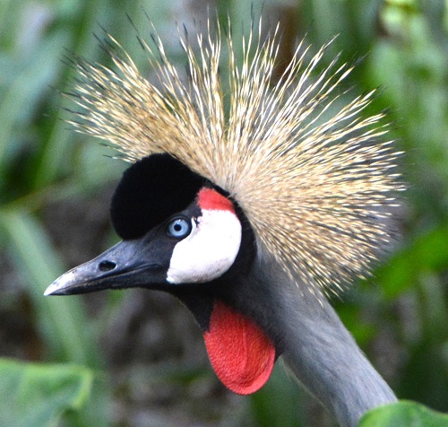 Crowned crane portrait