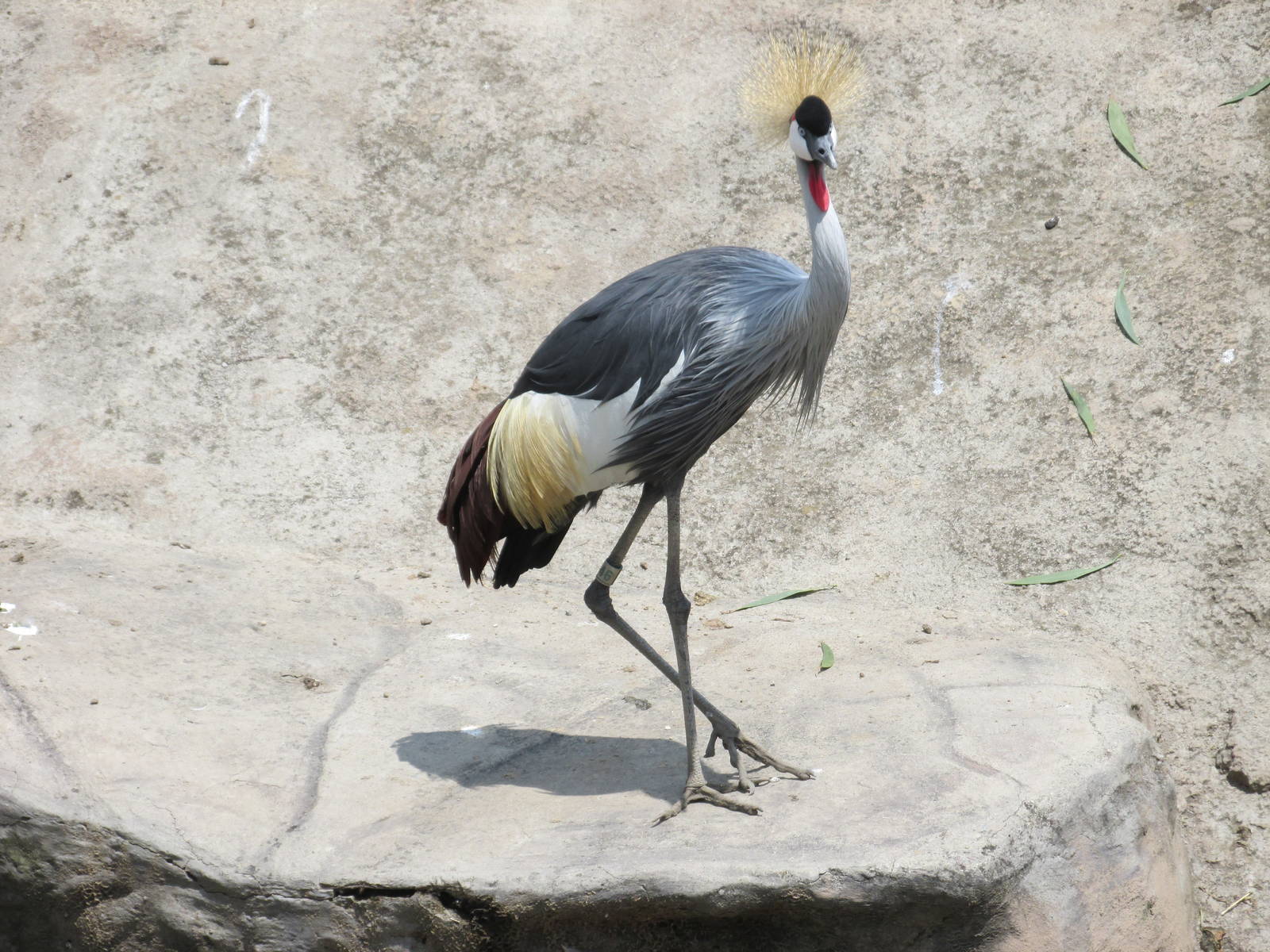 crowned crane san juan de aragon zoo