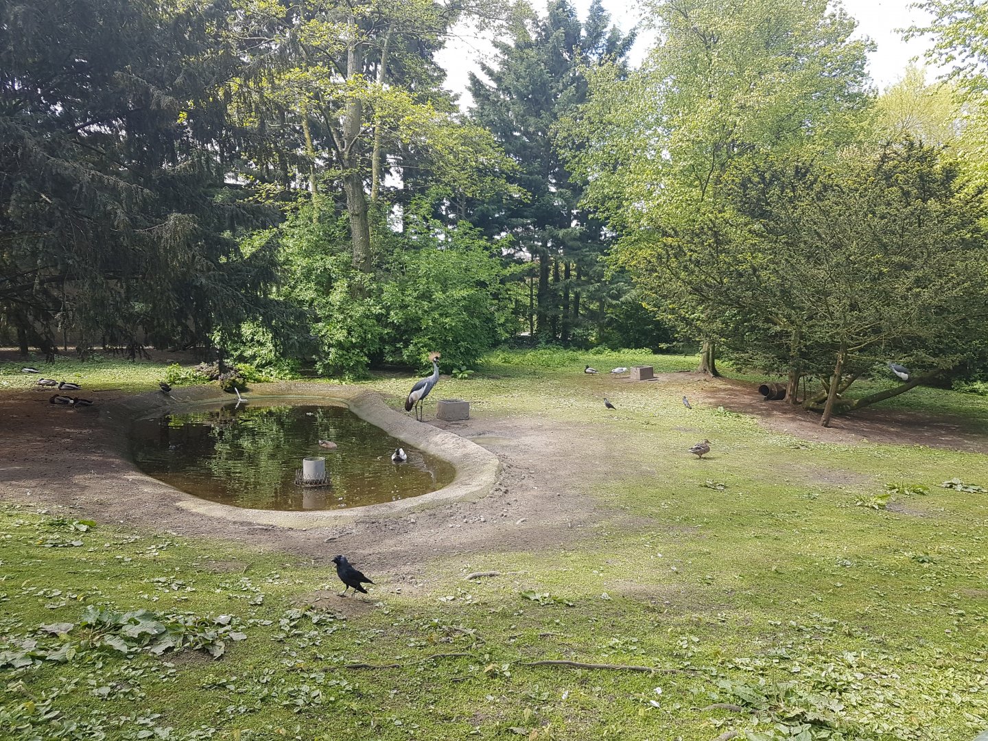 Crowned crane - Waterfowl-enclosure