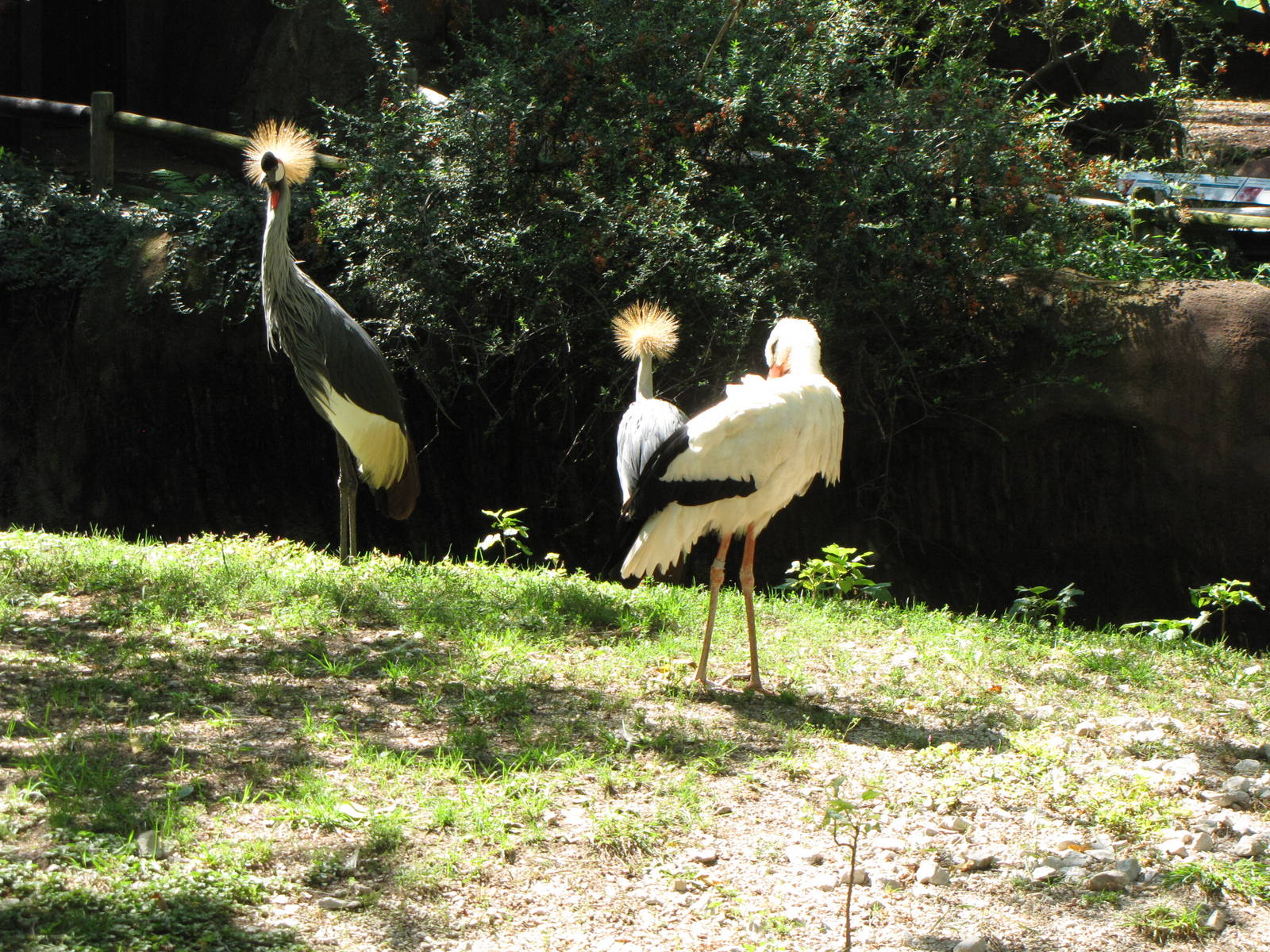 Crowned Crane/White Stork