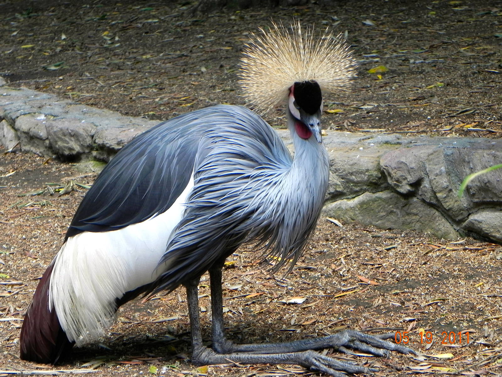 Crowned Crane