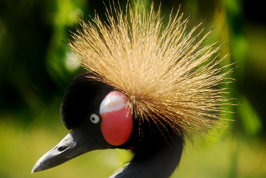 Crowned Crane