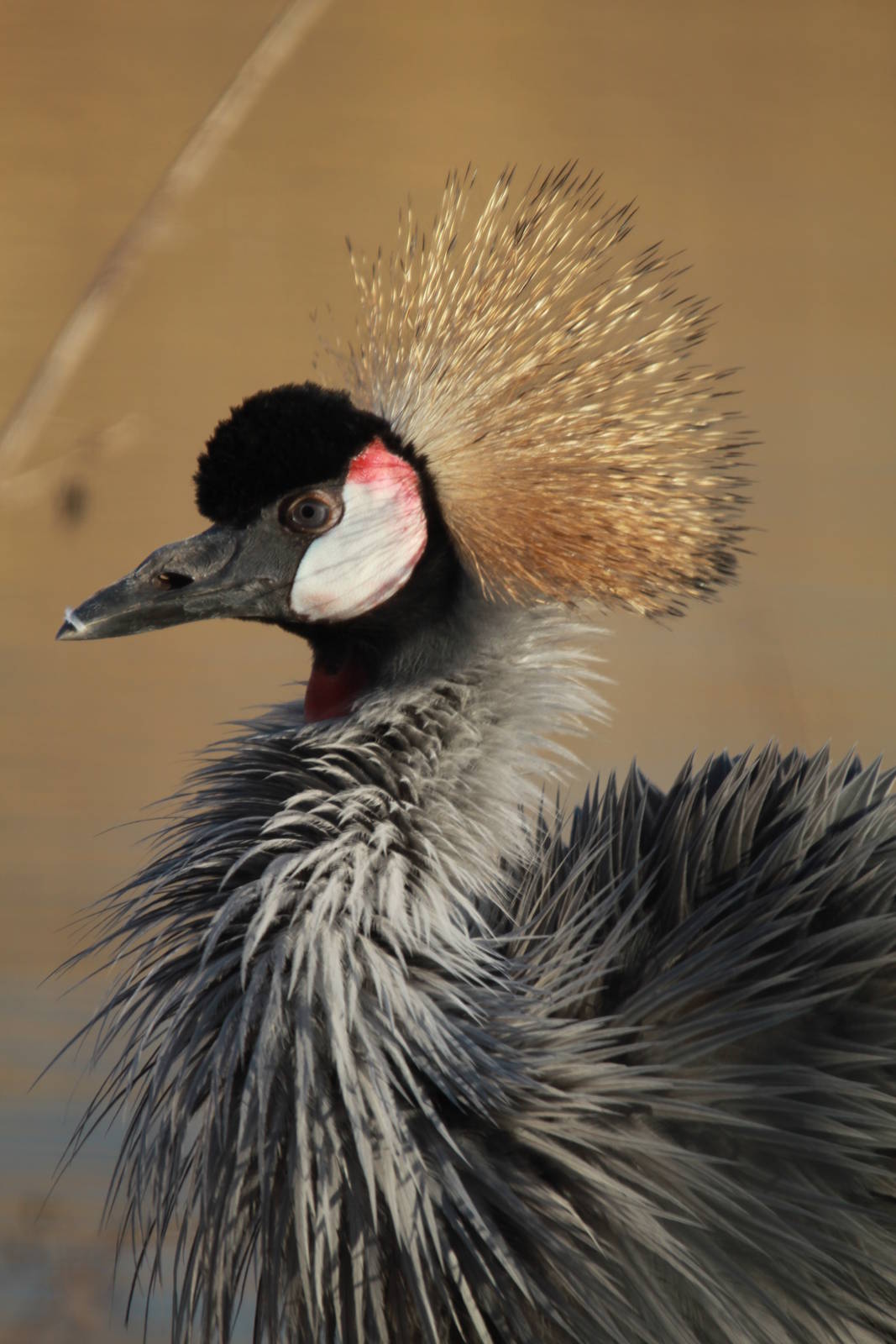 Crowned Crane