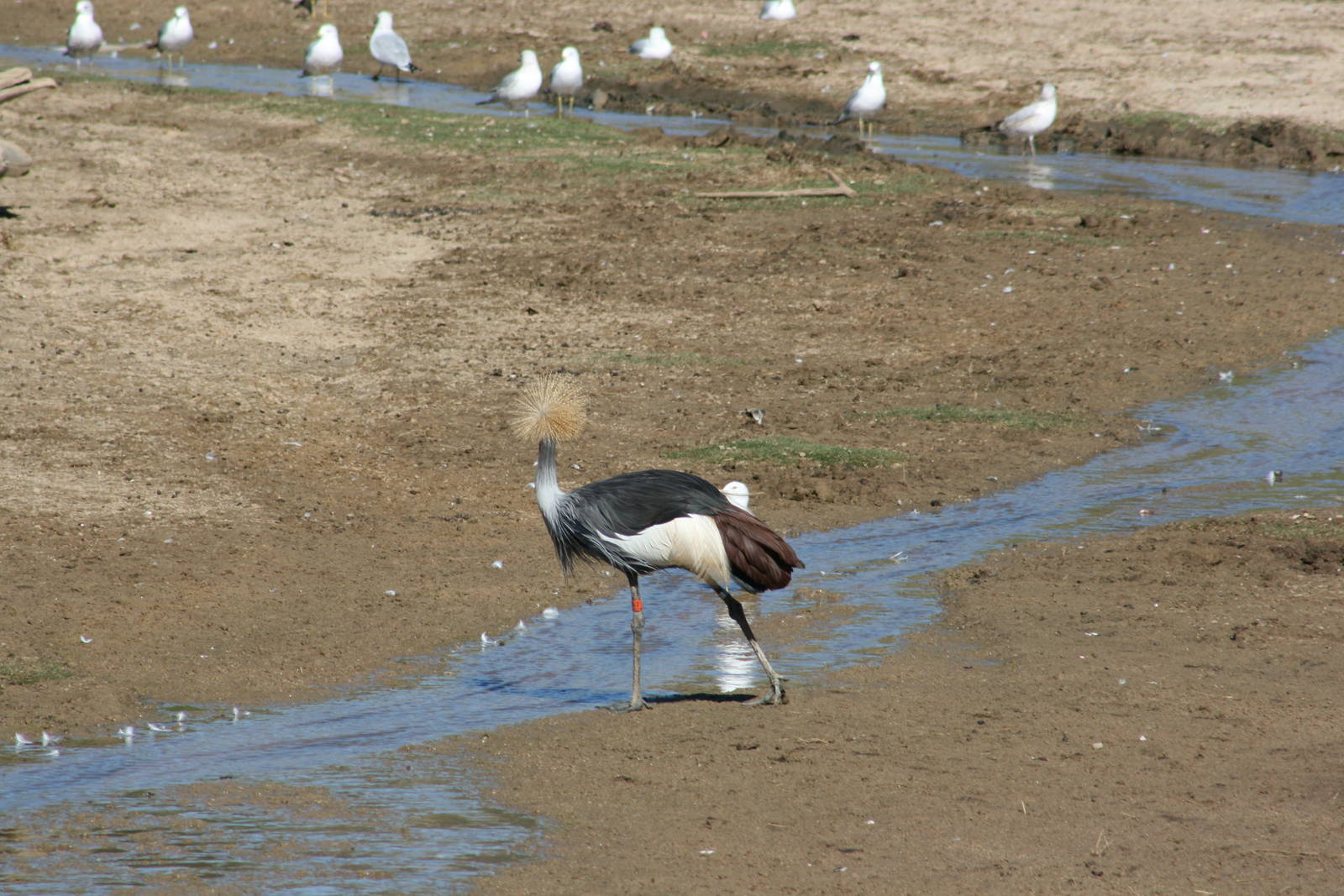 Crowned Crane