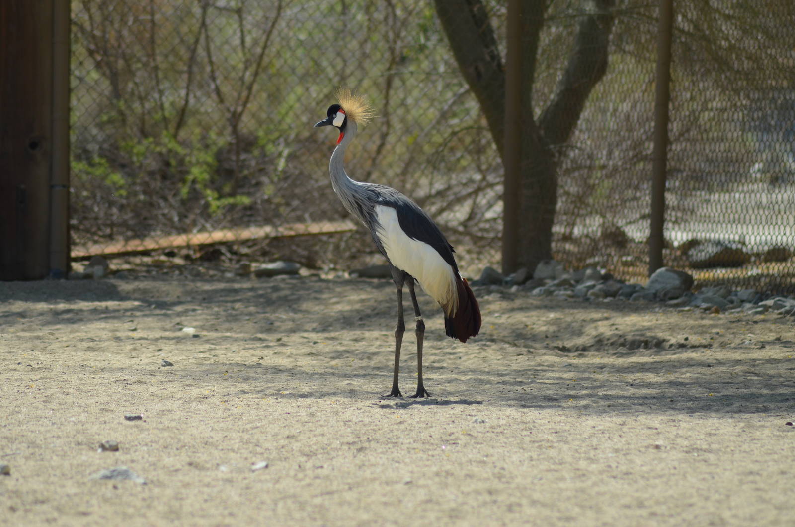 Crowned Crane
