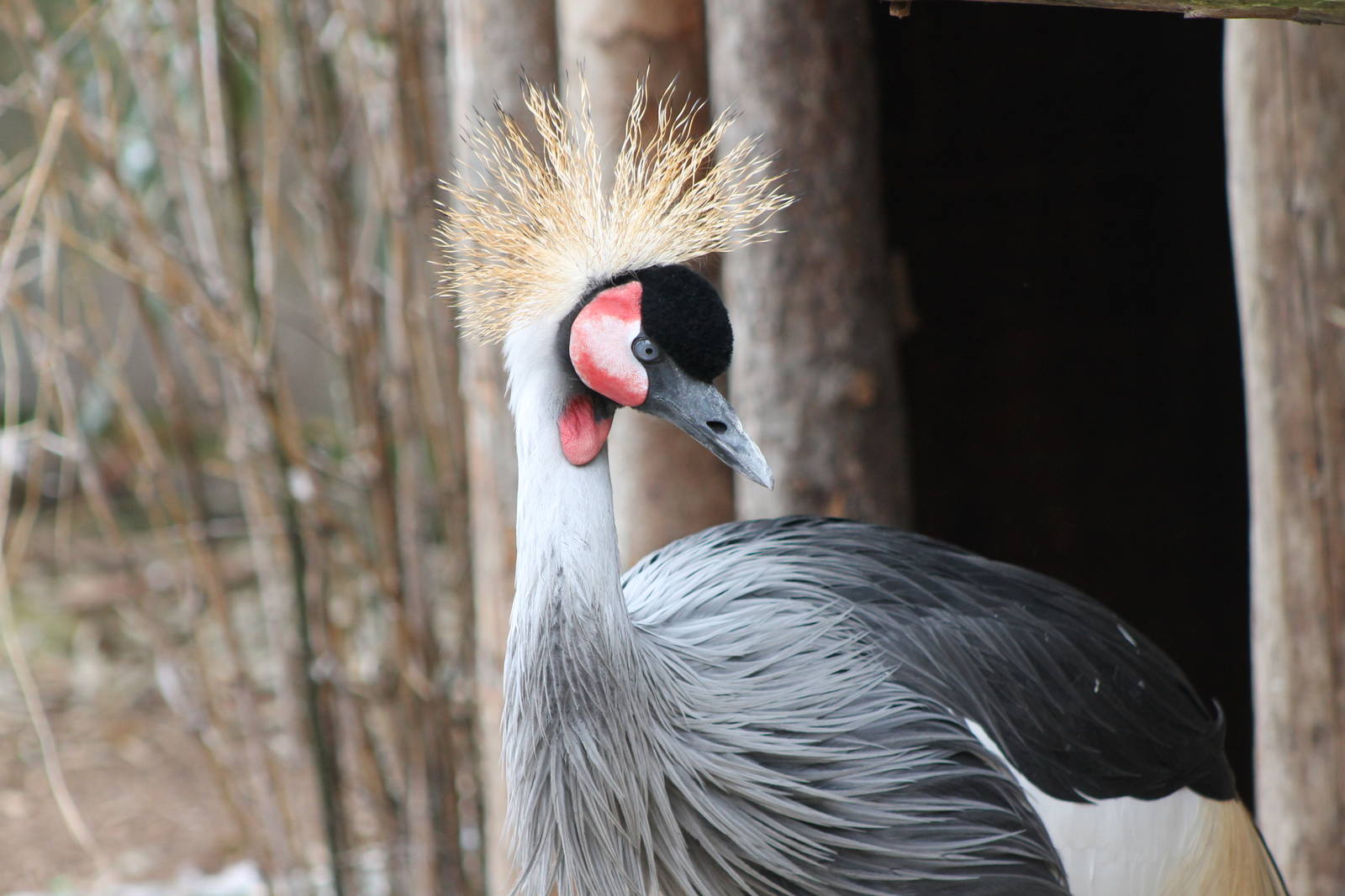 crowned crane