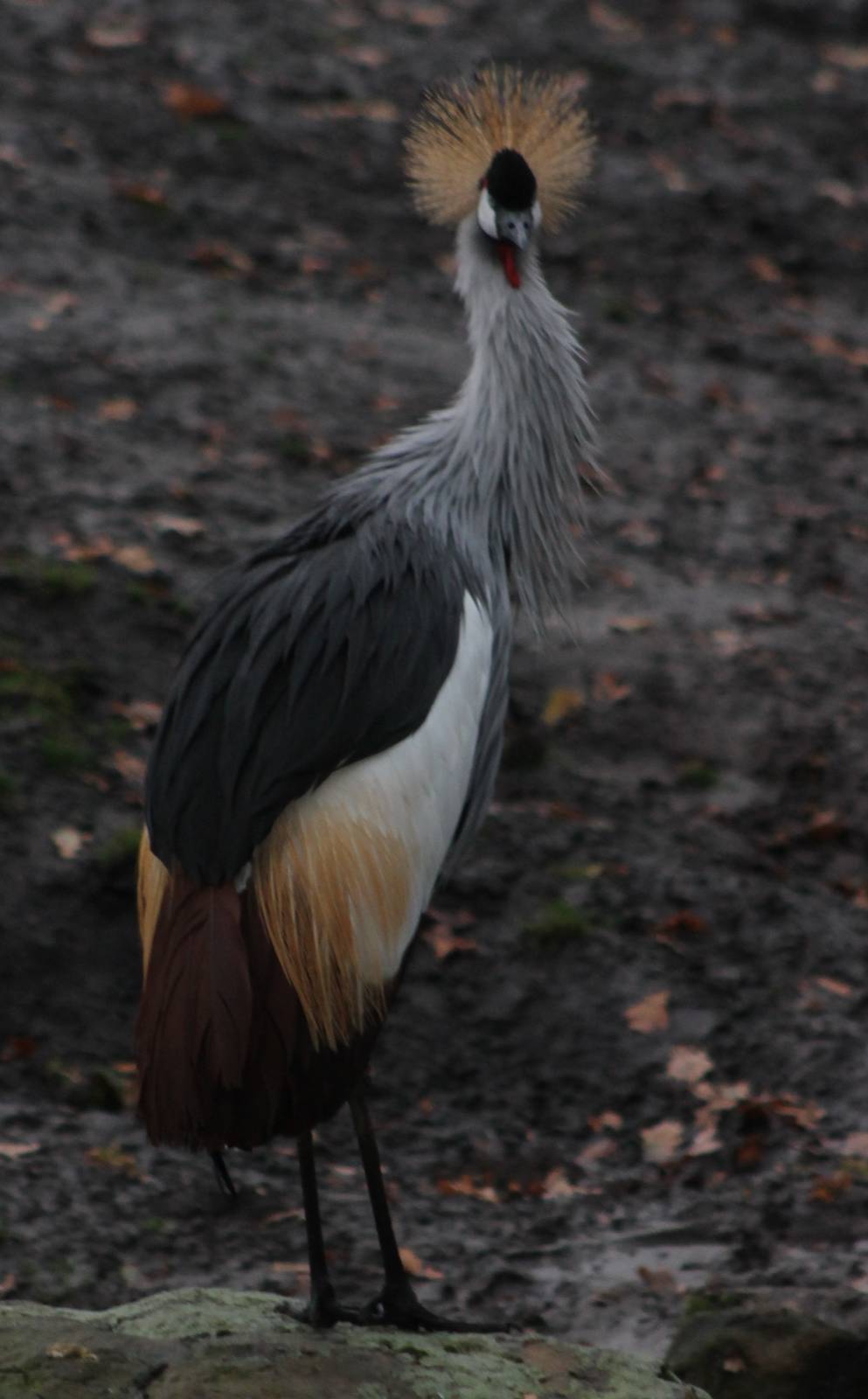 crowned crane