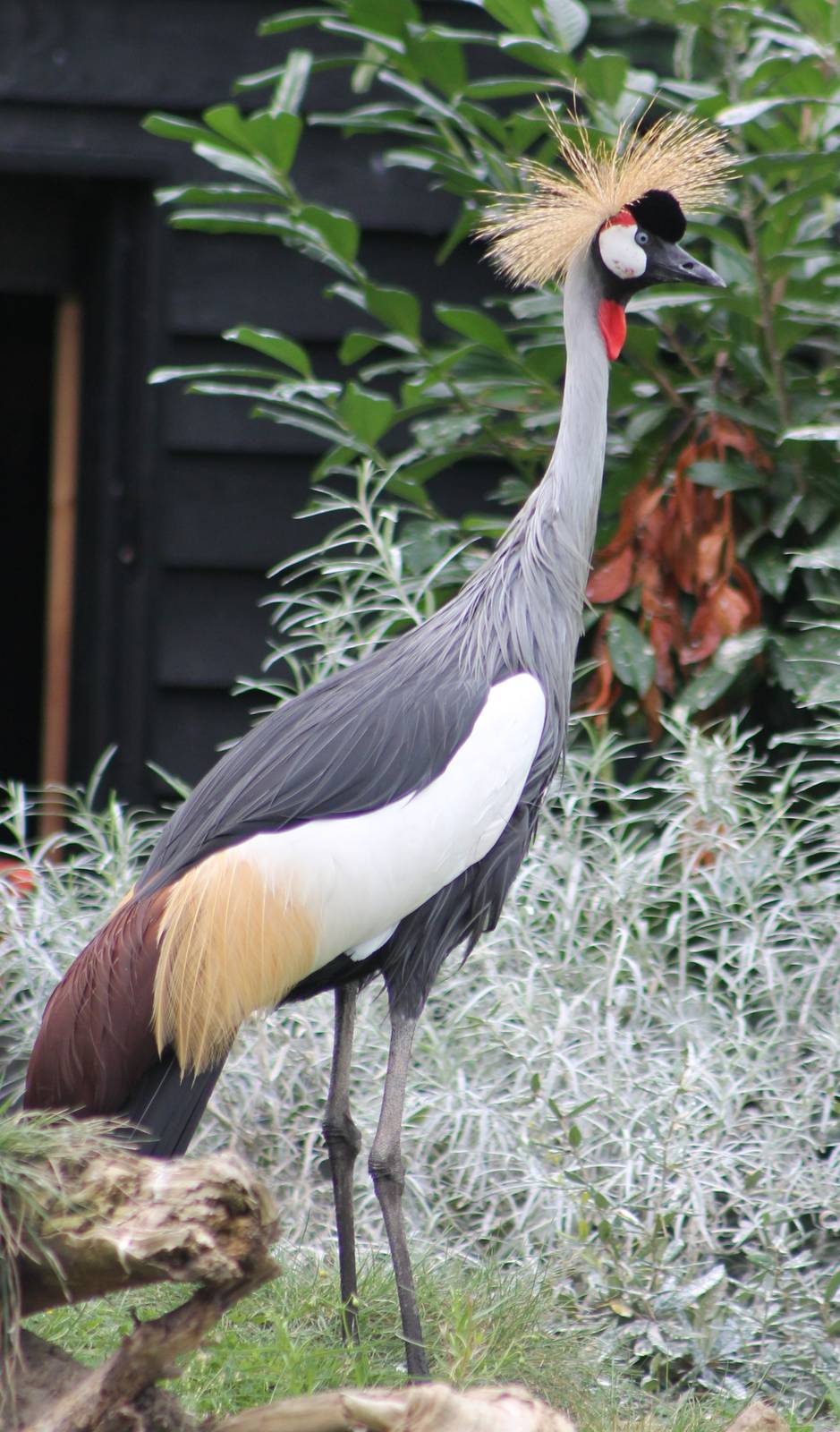 Crowned crane