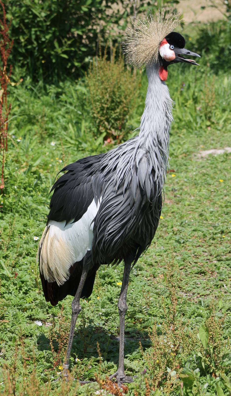 Crowned crane