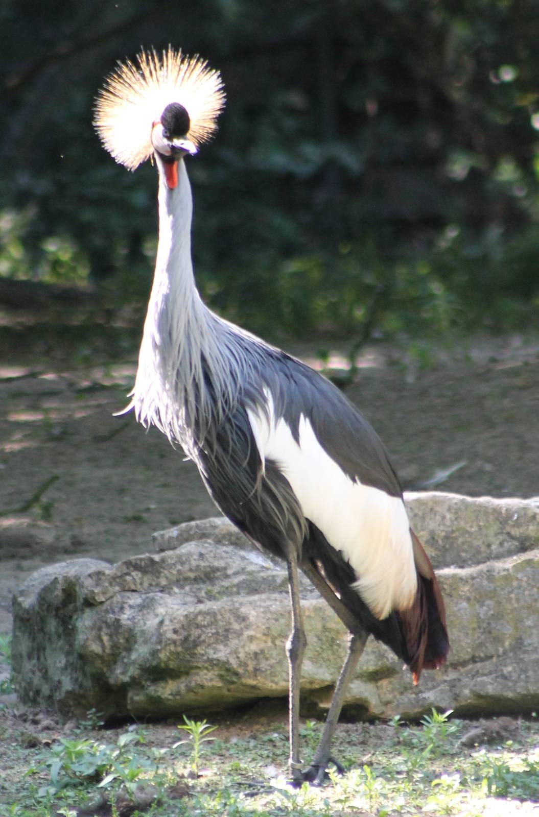 Crowned crane