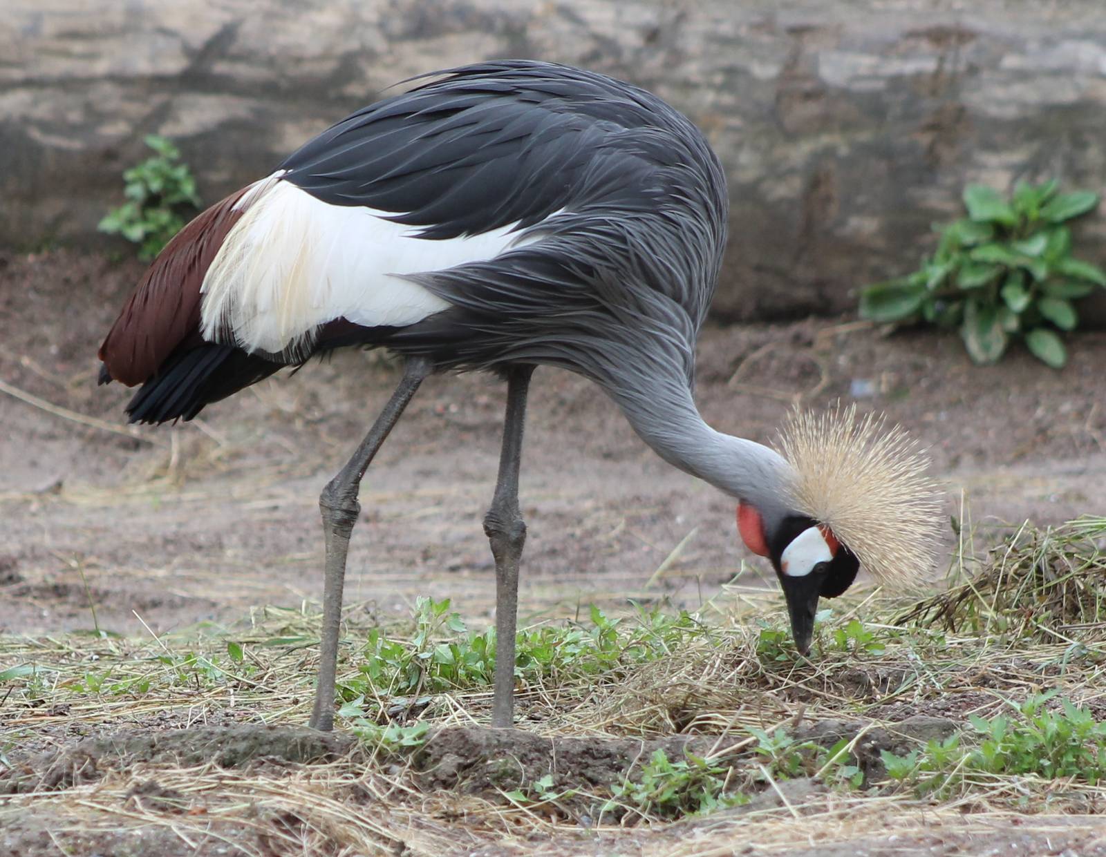 Crowned crane