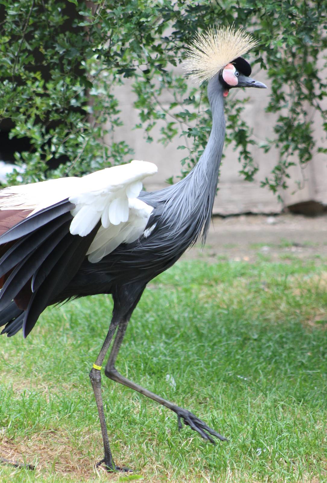 Crowned crane