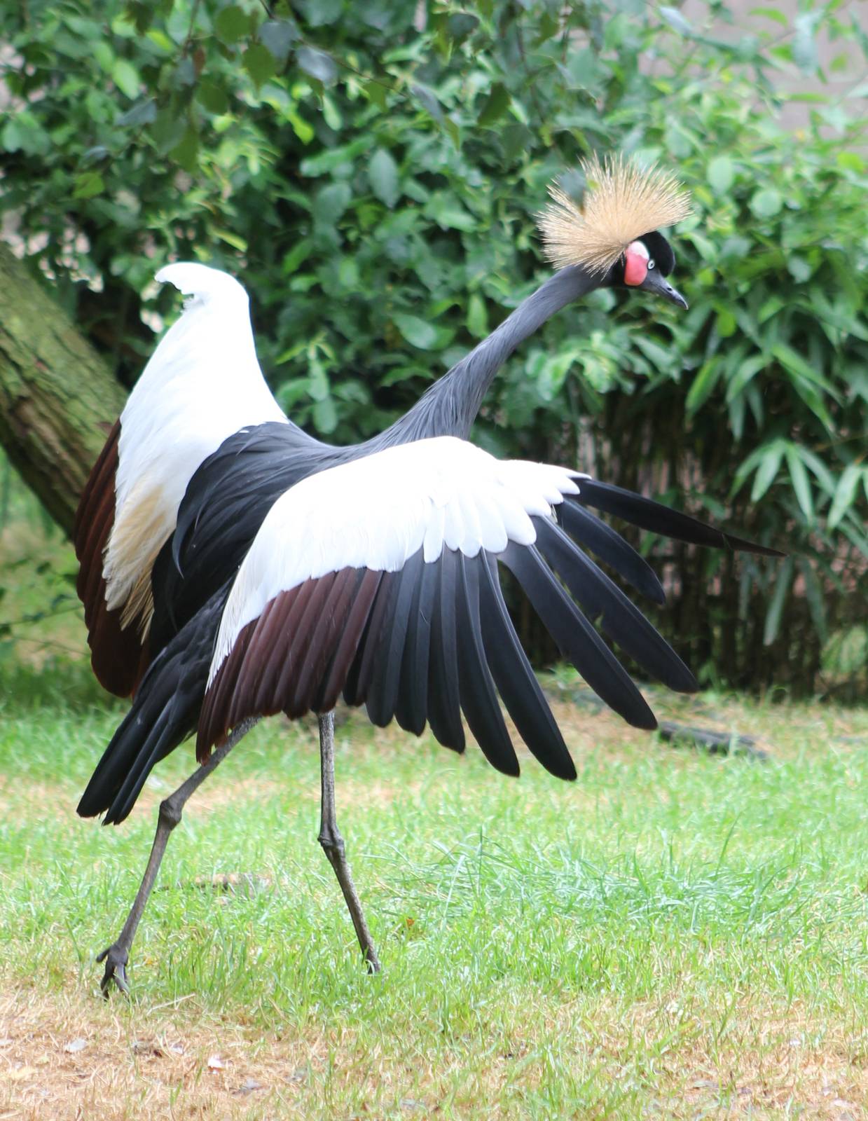 Crowned crane