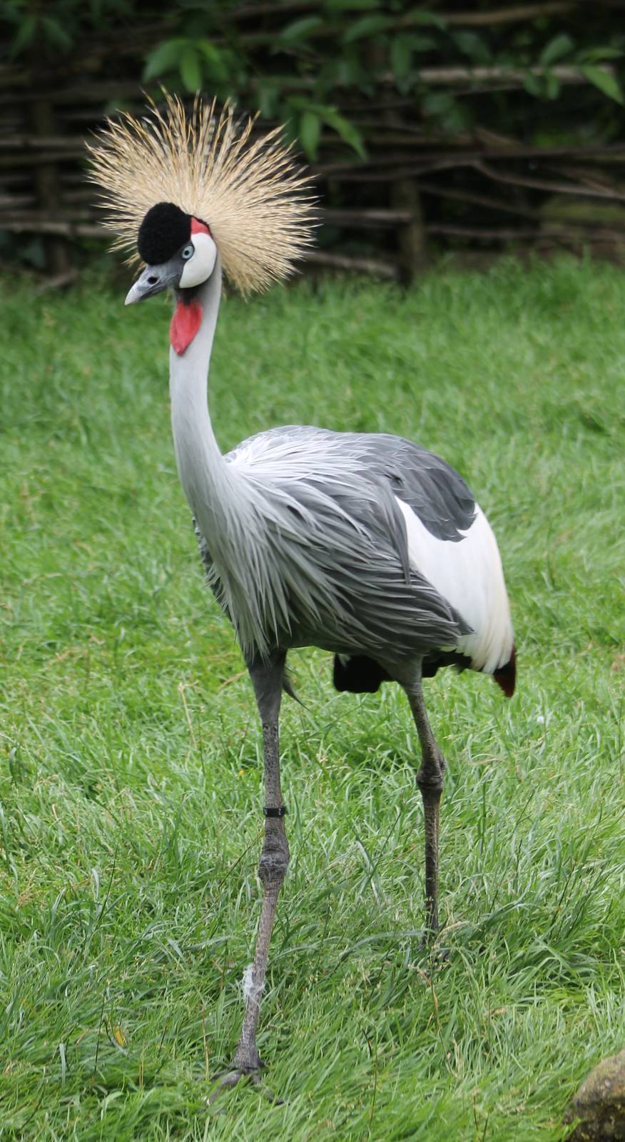 Crowned crane