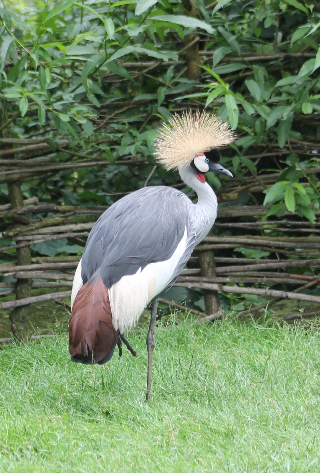 Crowned crane