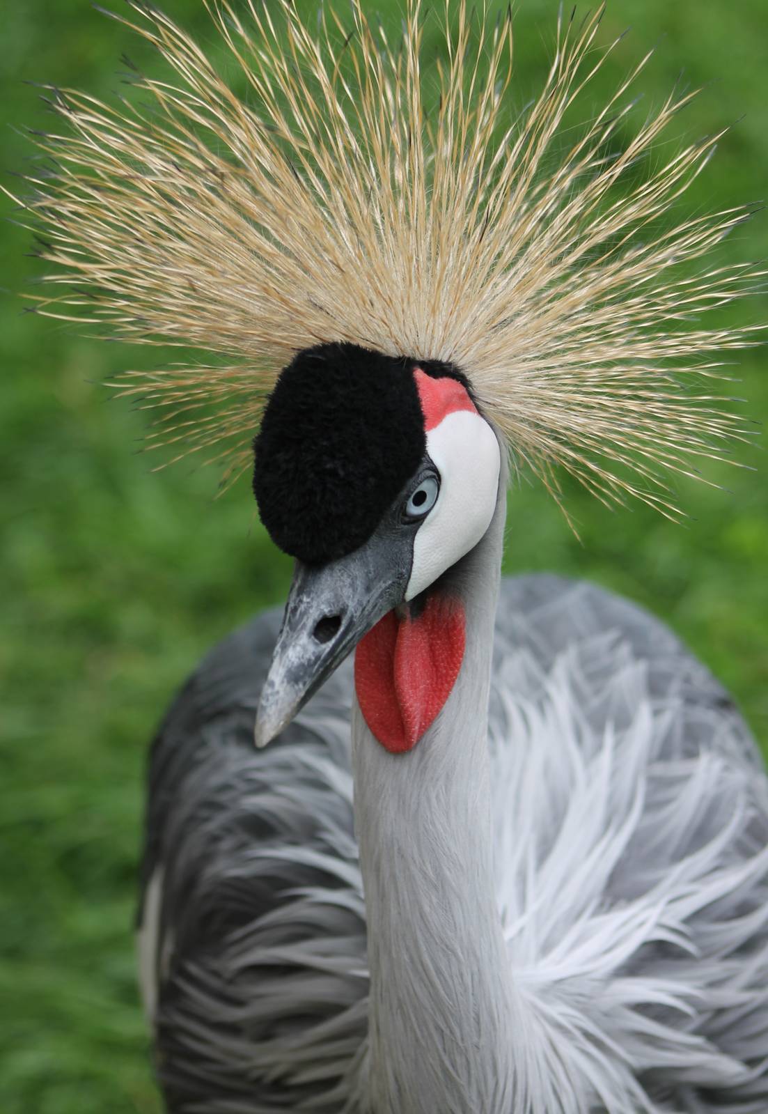 Crowned crane