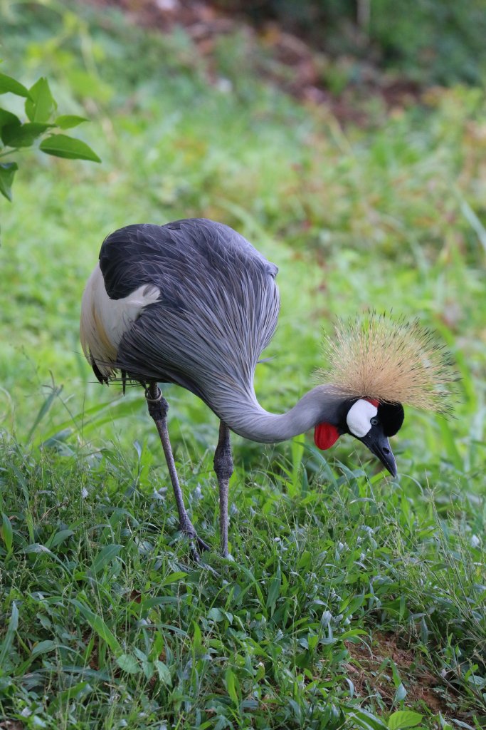 Crowned Crane