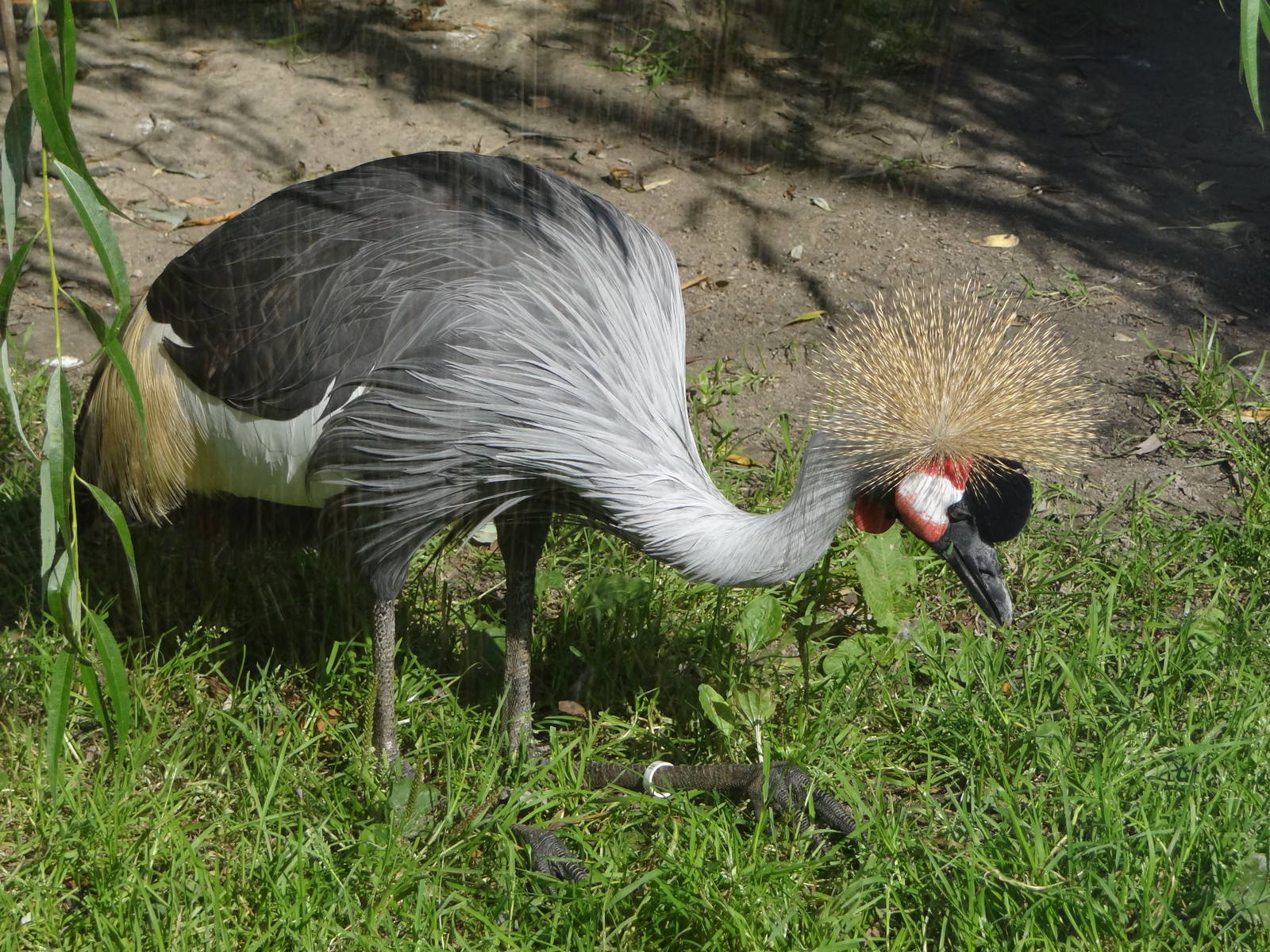 Crowned Crane