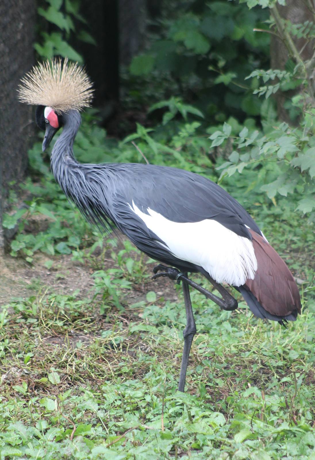 Crowned crane
