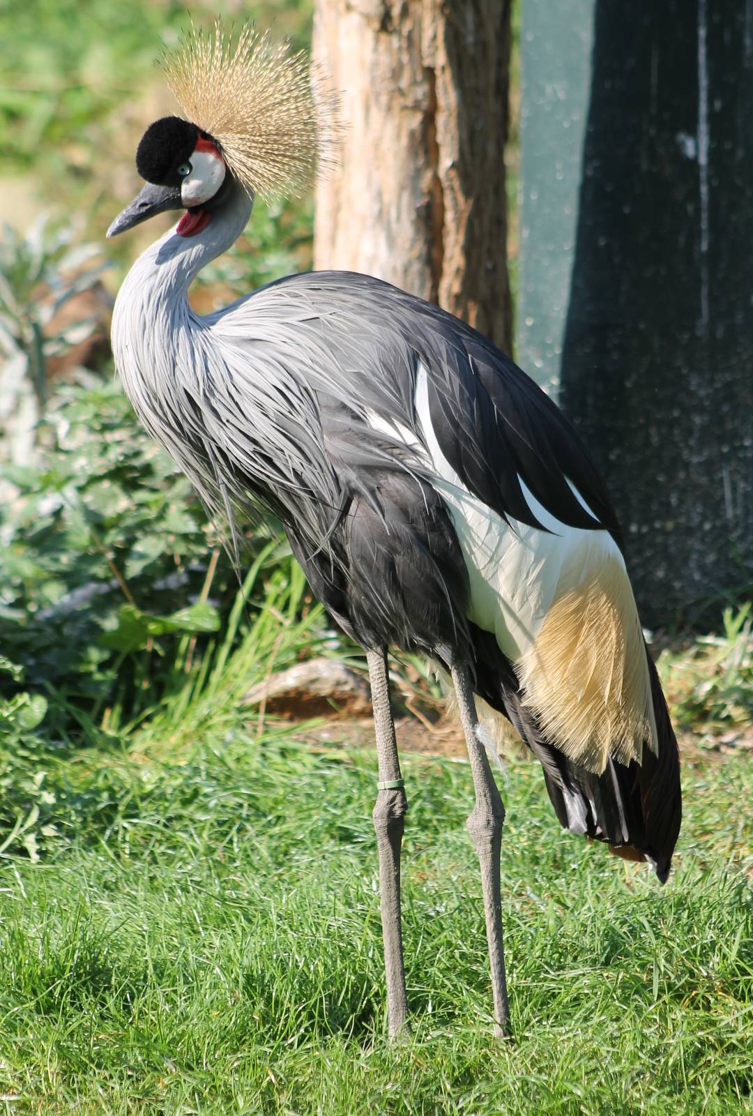 Crowned crane