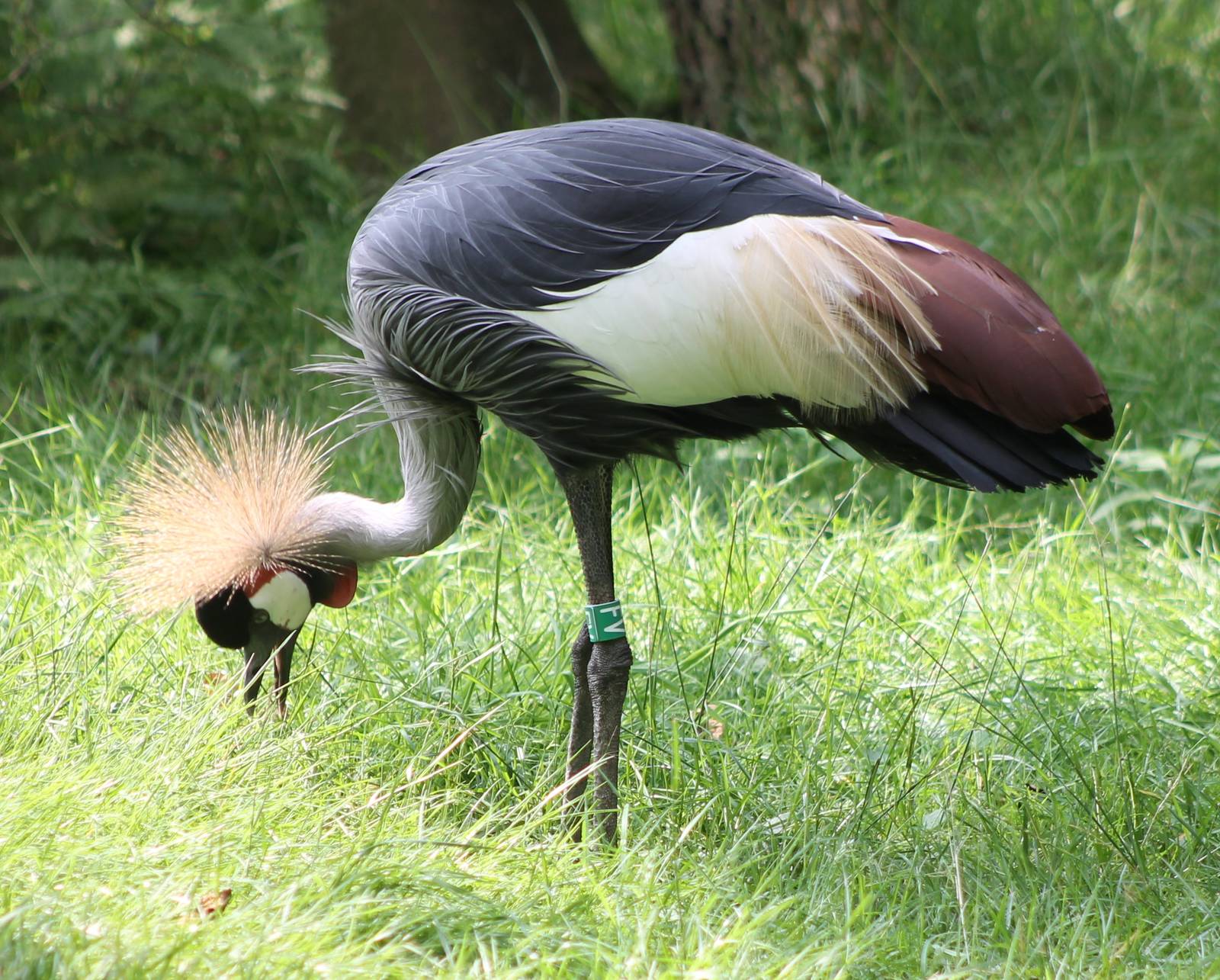Crowned crane