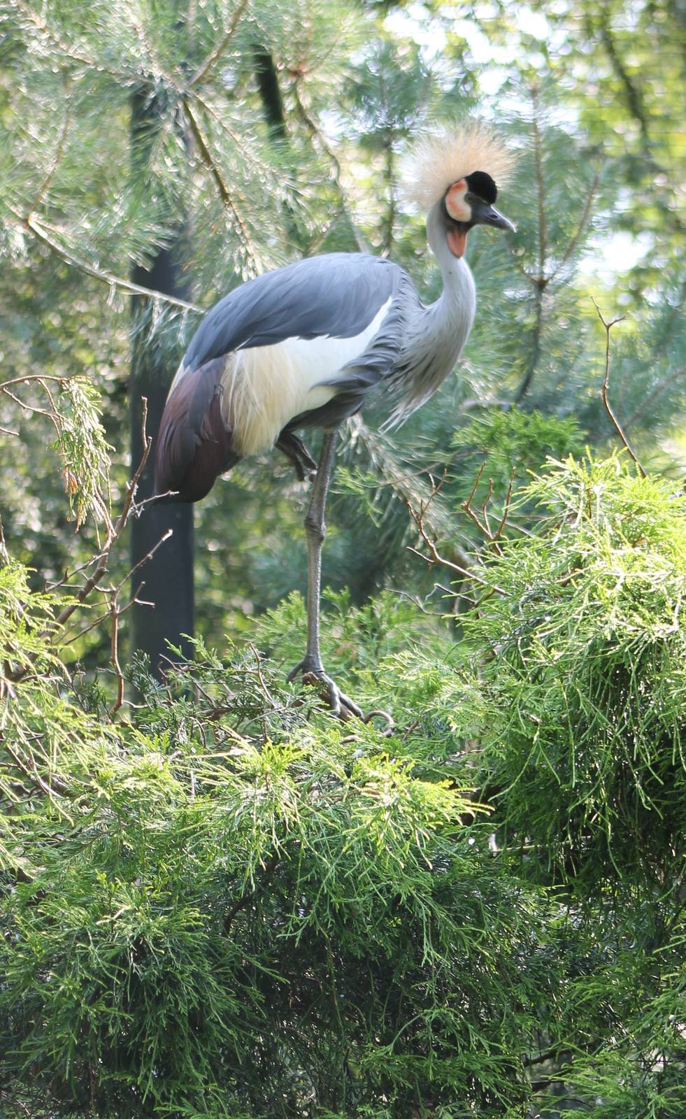 Crowned crane