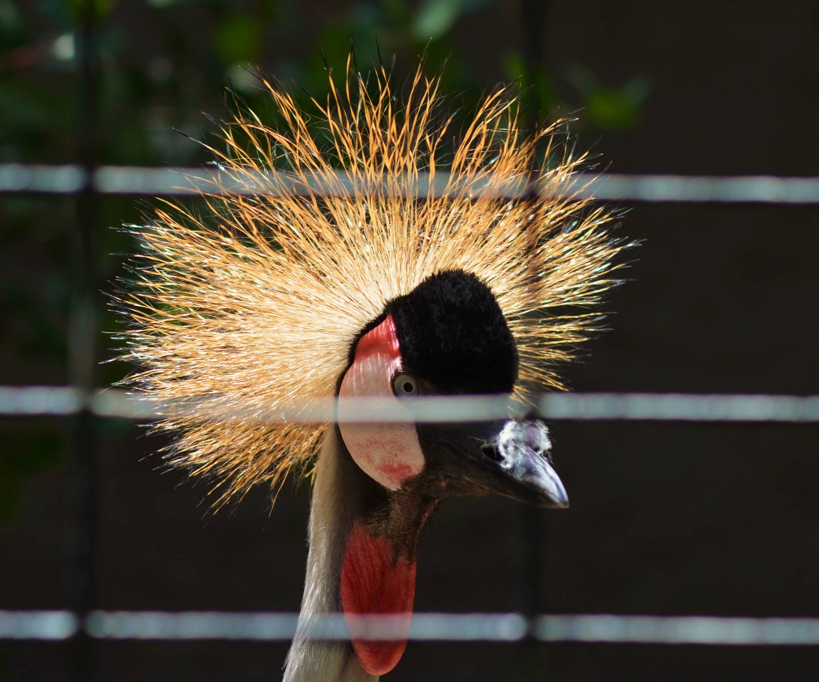 Crowned Crane