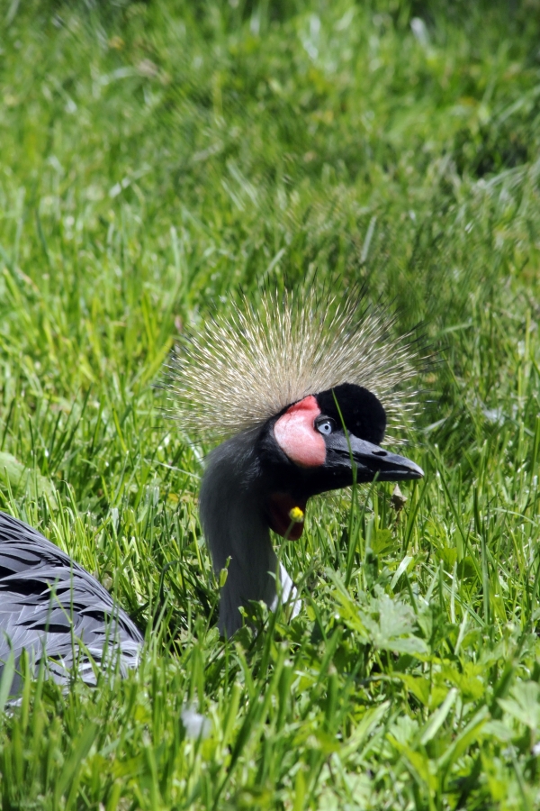 Crowned Crane