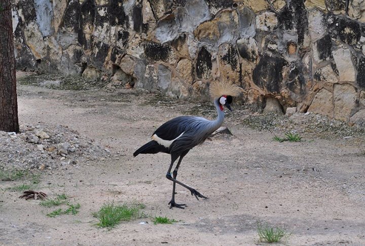 Crowned Crane