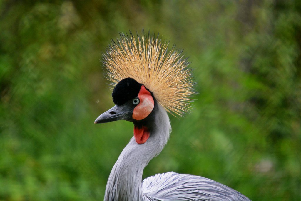 Crowned Crane