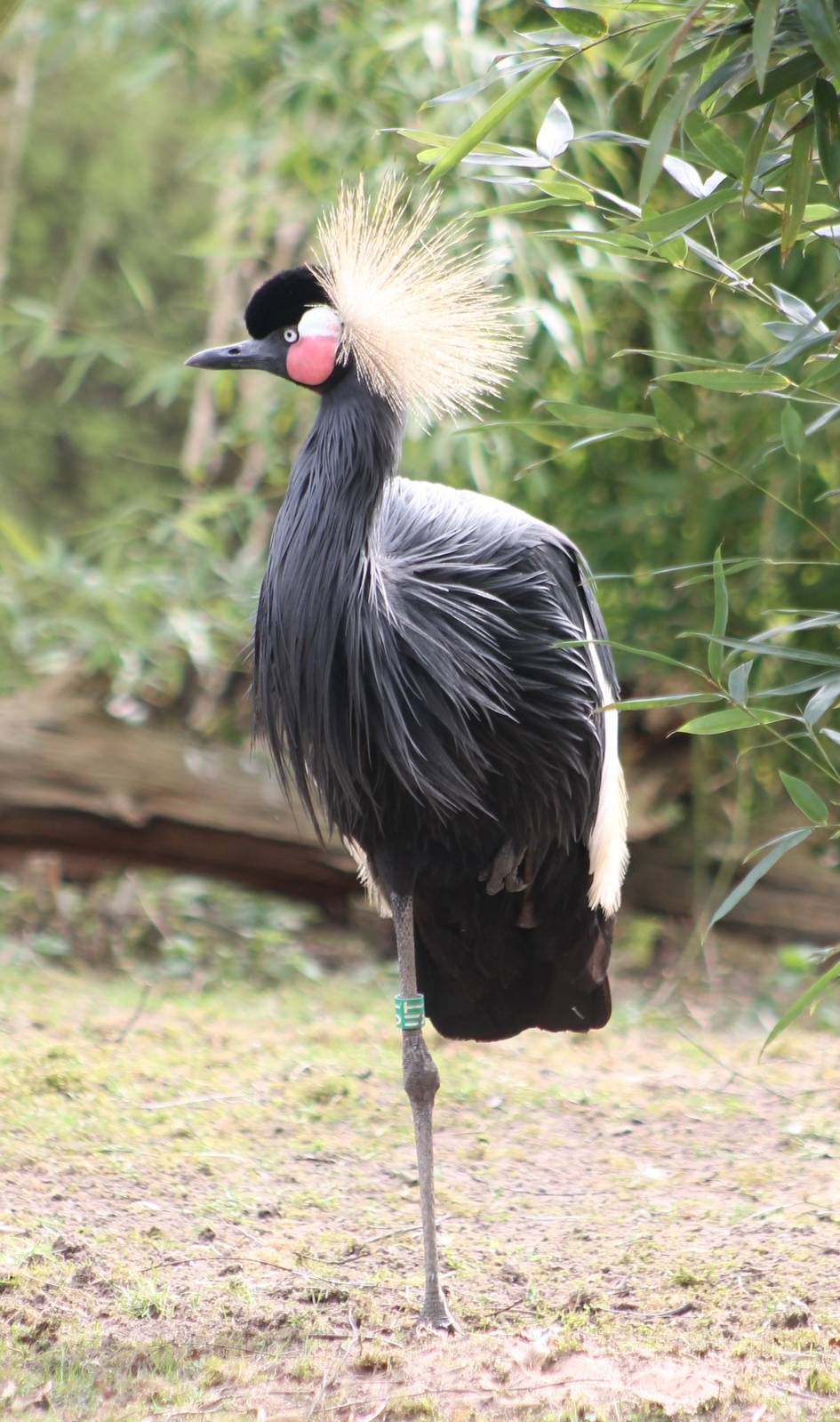Crowned crane