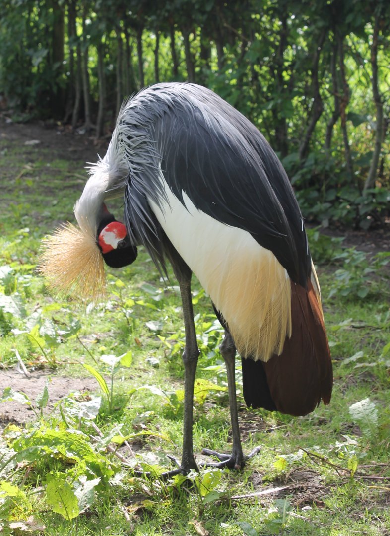 Crowned crane