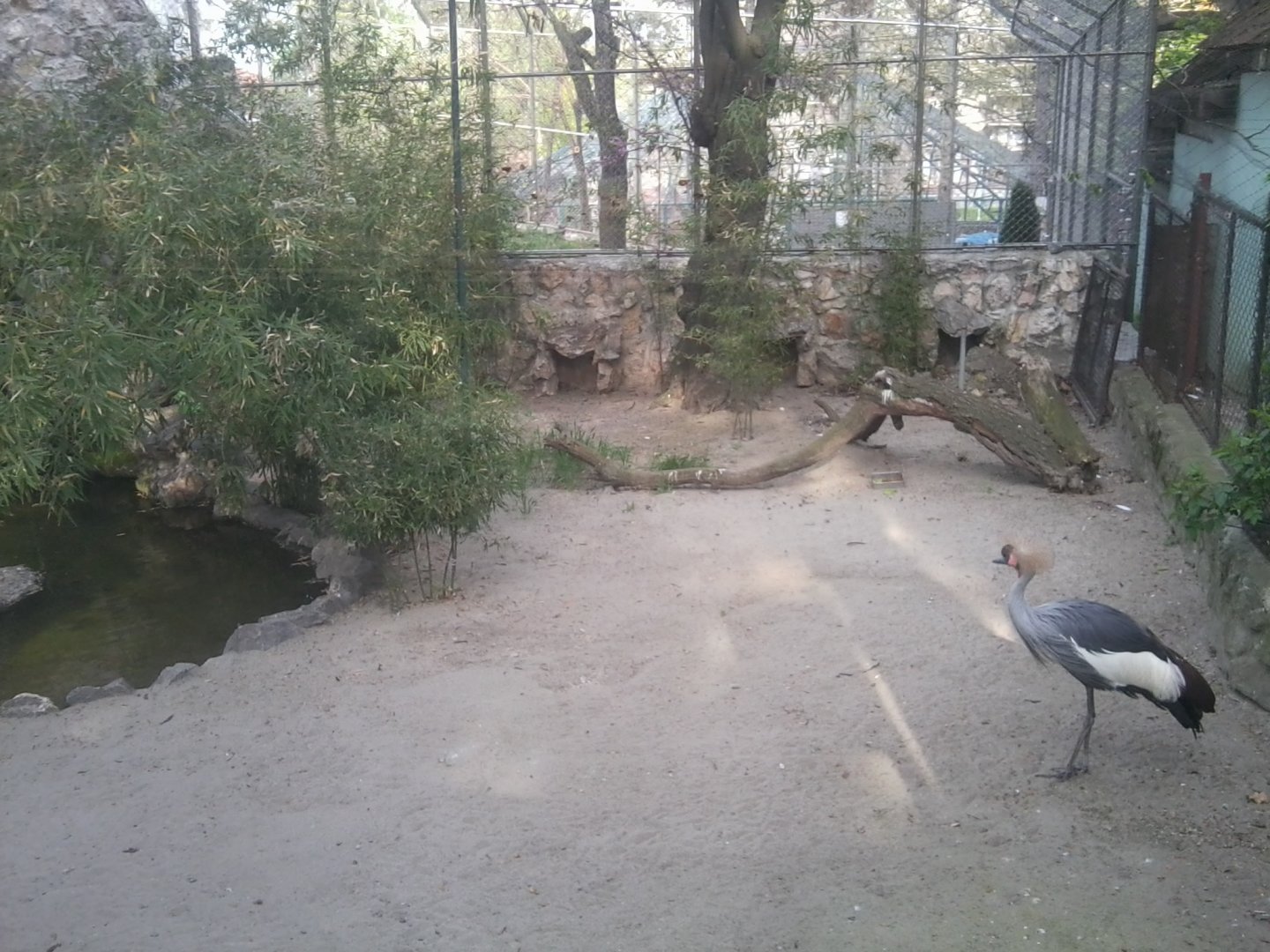 Crowned crane