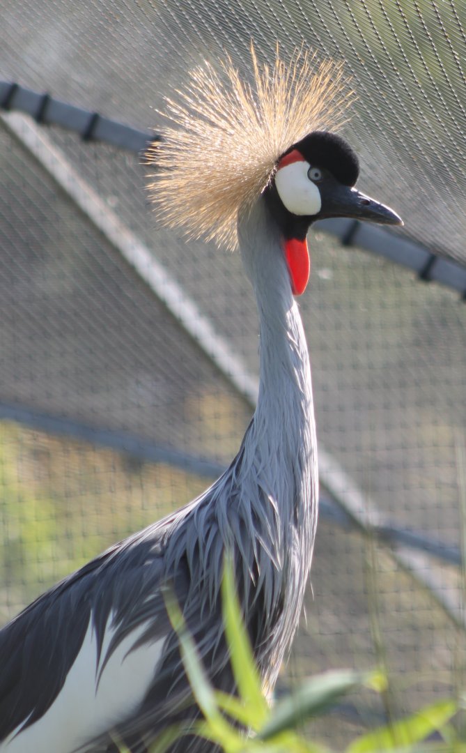 Crowned crane