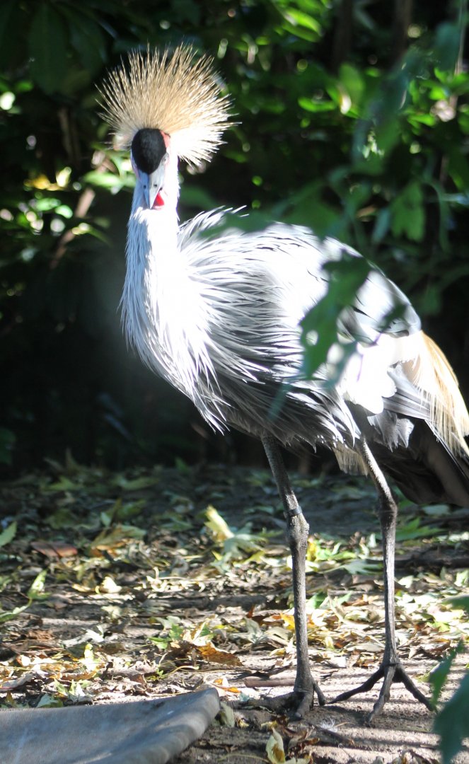 Crowned crane