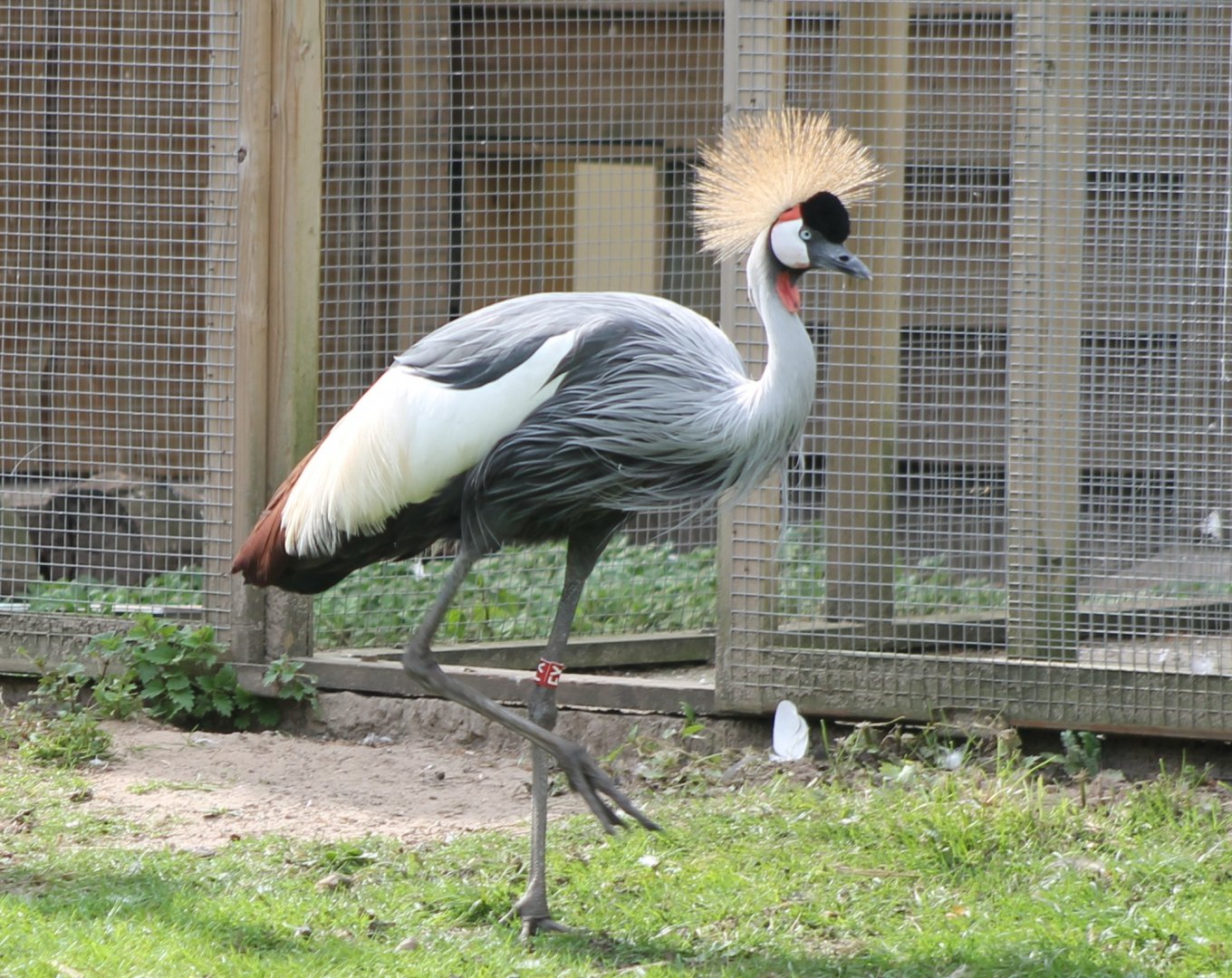 Crowned crane