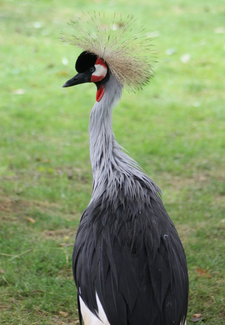 Crowned crane