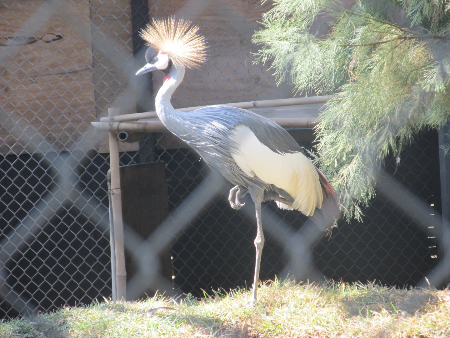crowned crane