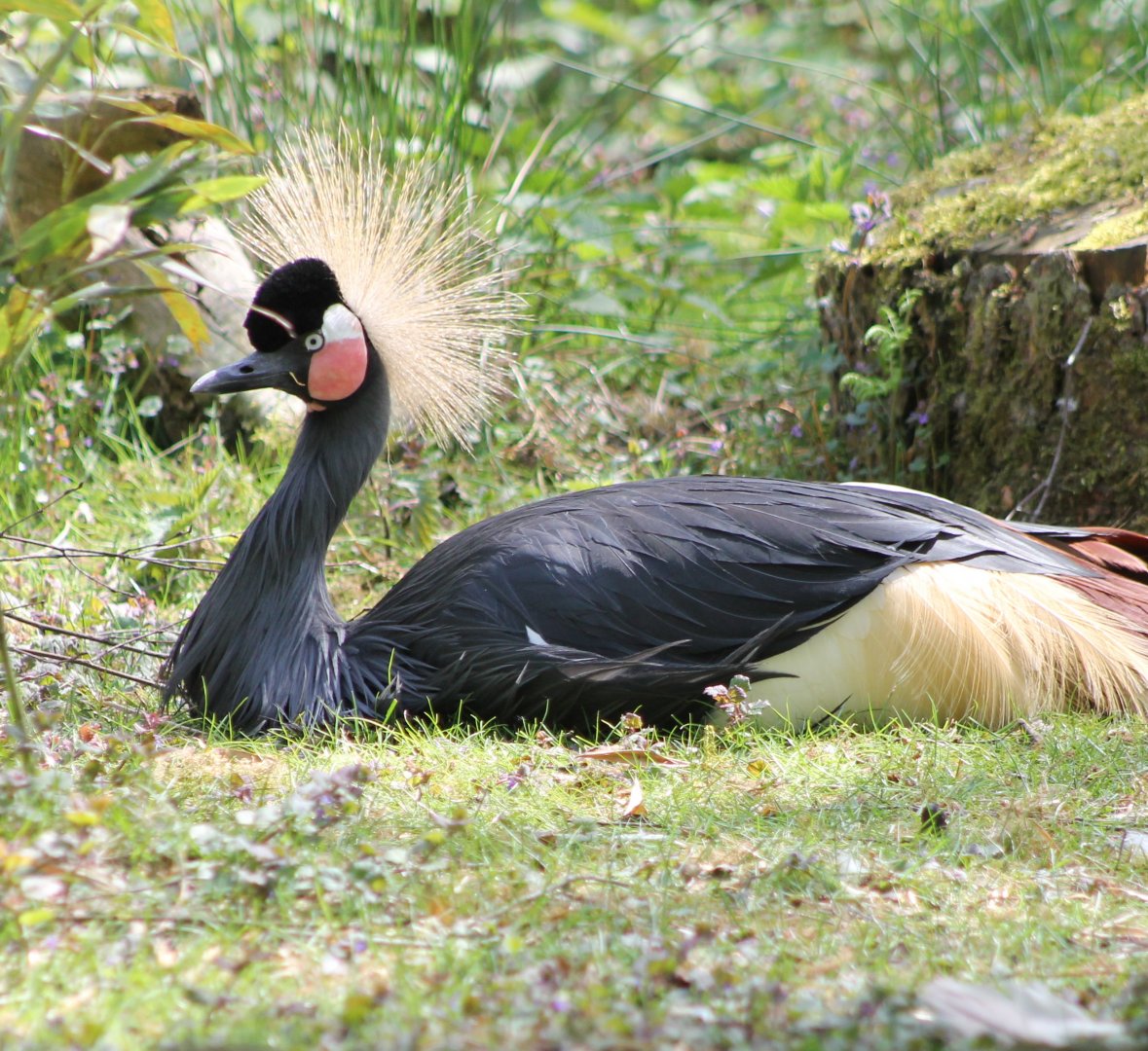 Crowned crane
