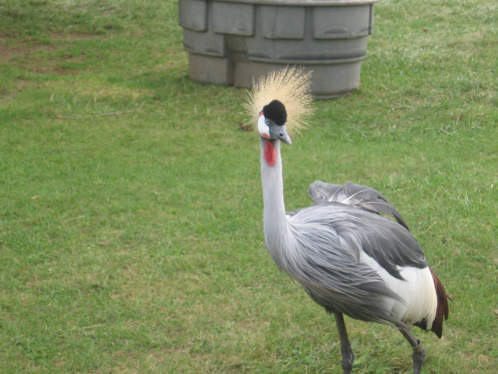 Crowned Crane