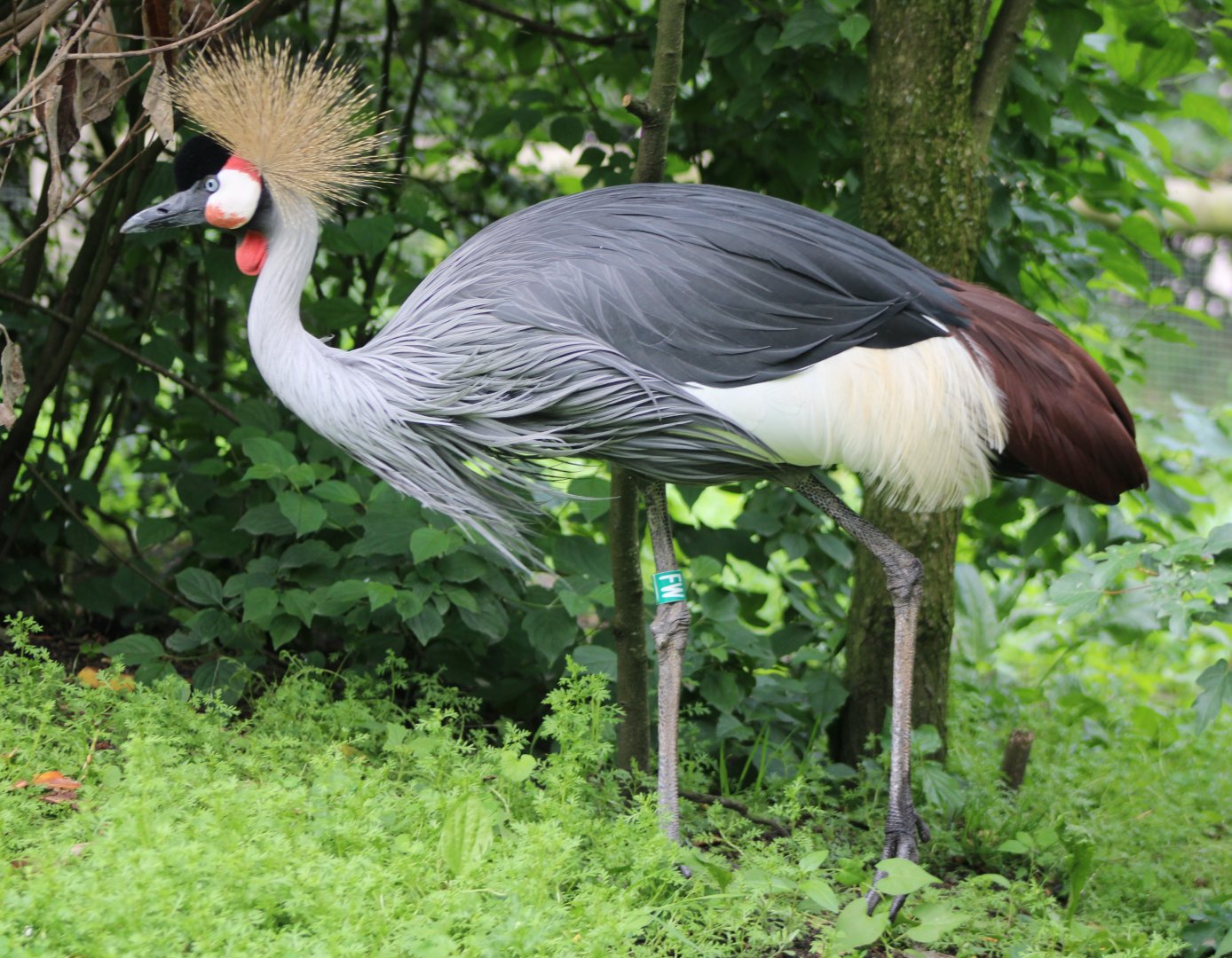 Crowned crane