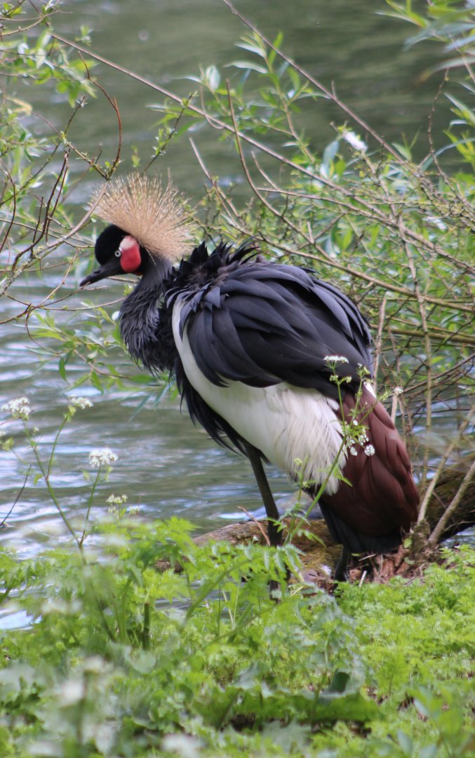 Crowned crane