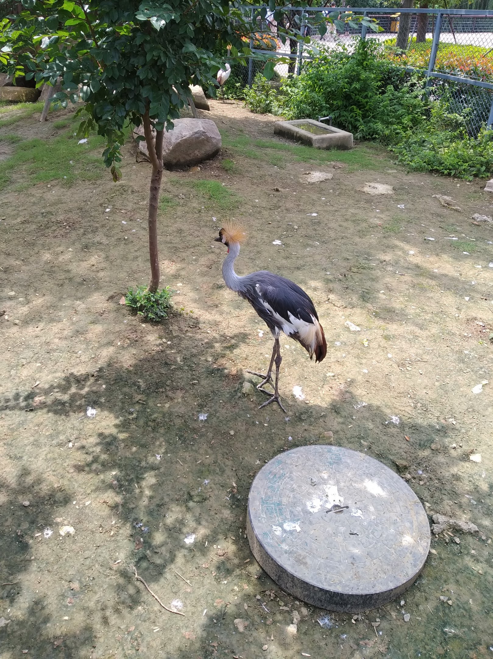 Crowned Crane