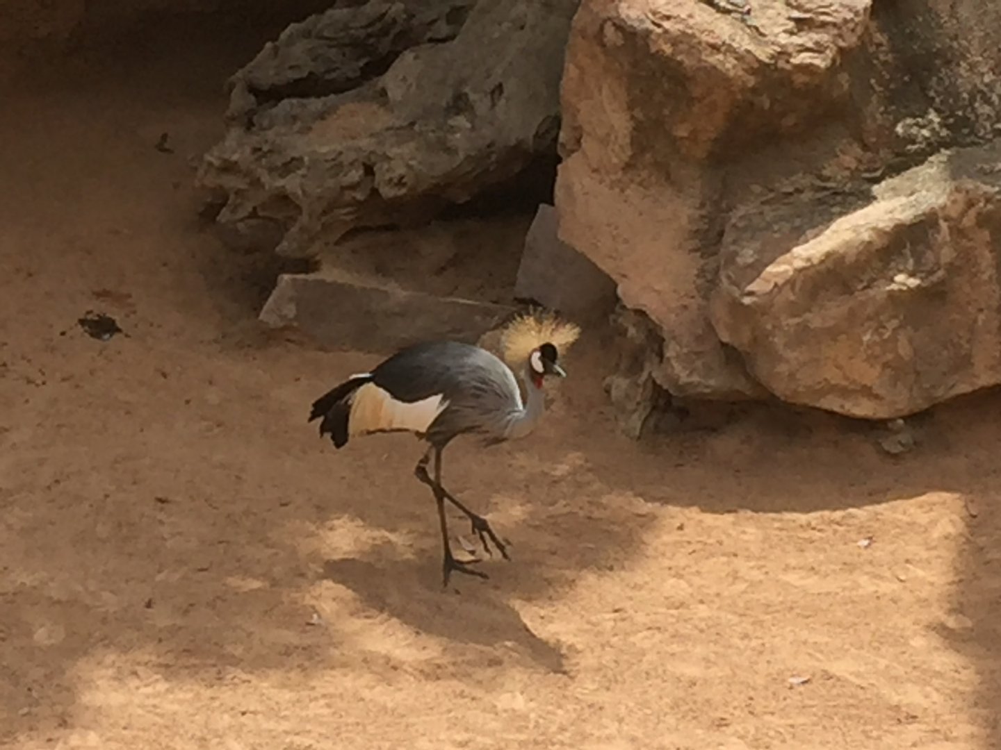 Crowned Crane
