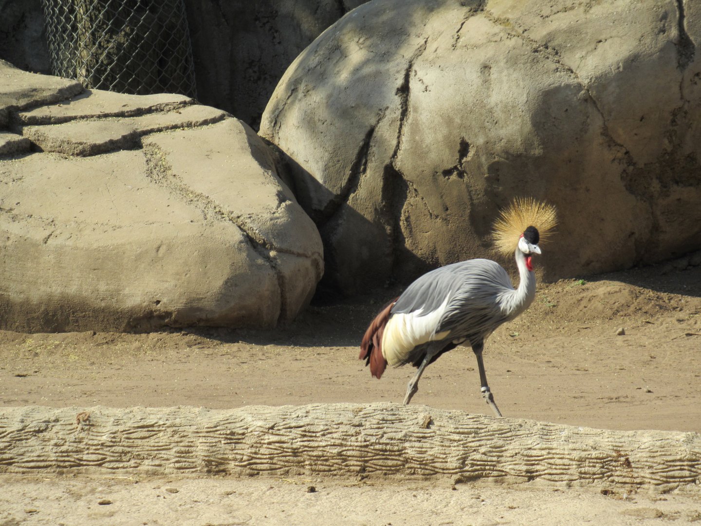 Crowned crane