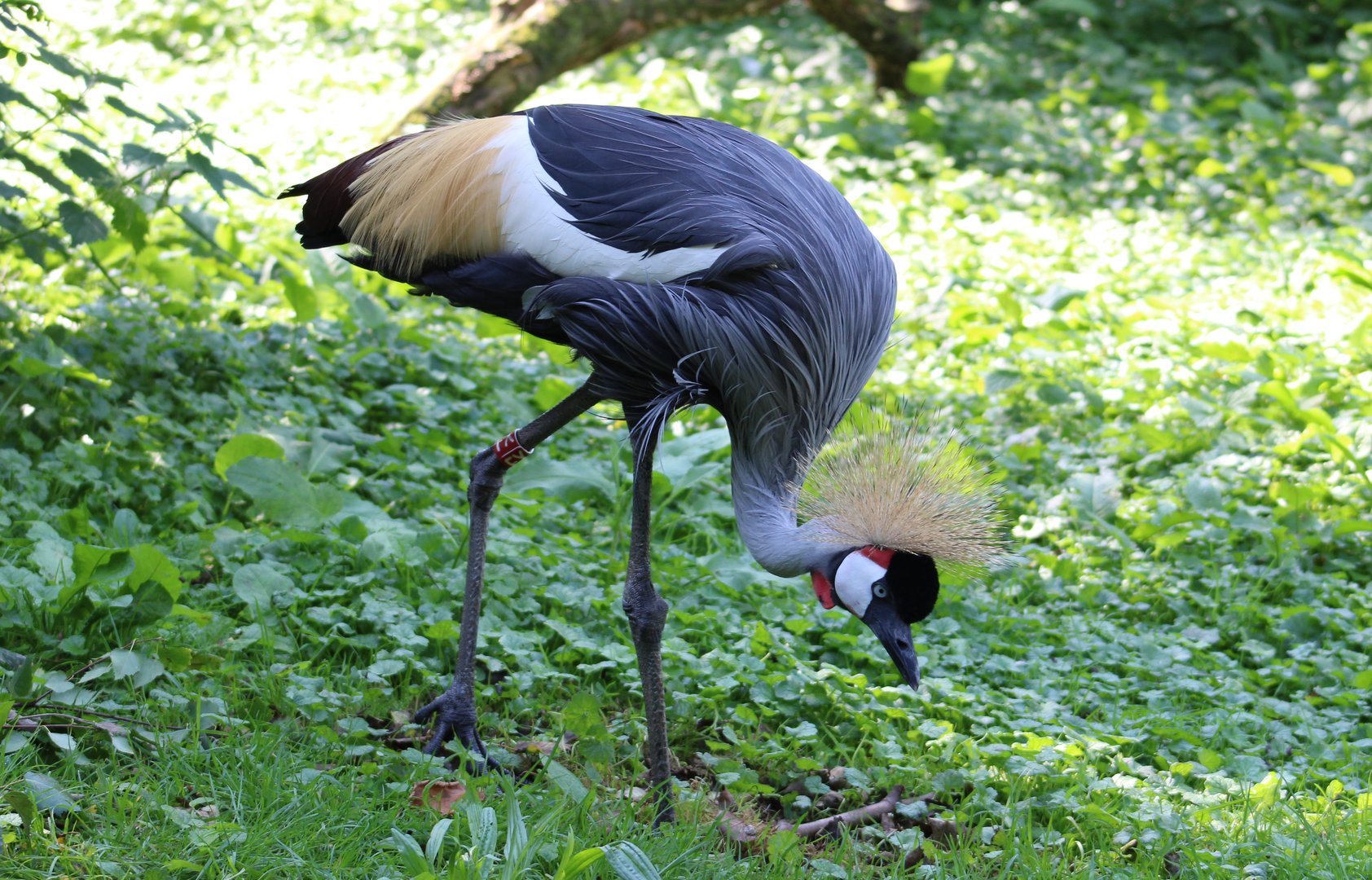 Crowned crane