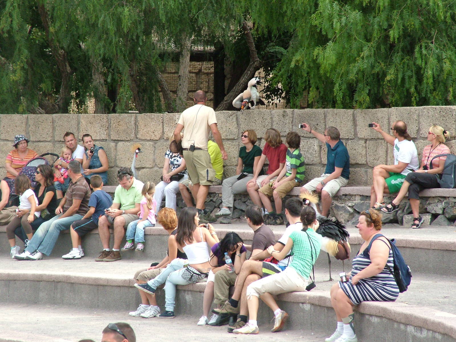 Crowned Cranes and King Vulture: Bird Show at Jungle Park (Las Aguilas), 13